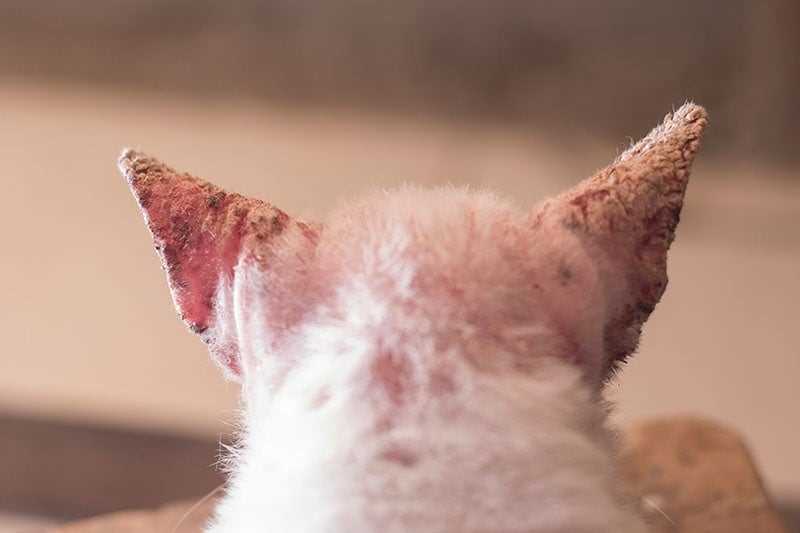 Topical Treatments