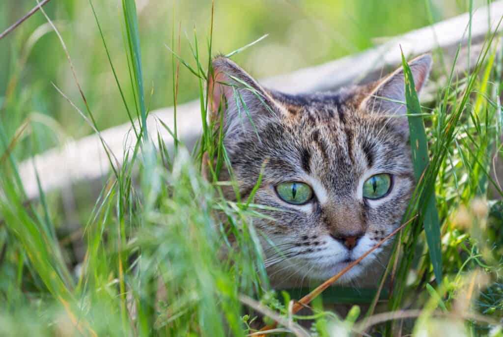 Enrichment and Stimulation