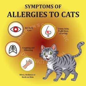 Identifying Symptoms of Cat Allergies in Infants