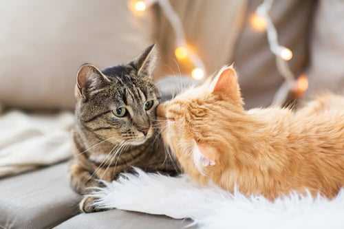 Steps to Introduce a Kitten to Your Older Cat Safely