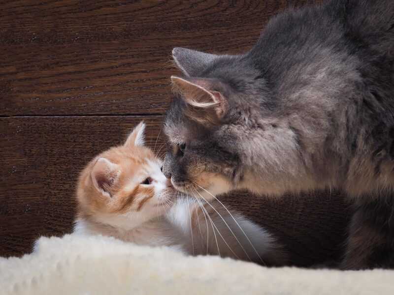 Understanding the Behavioral Differences Between Older Cats and Kittens