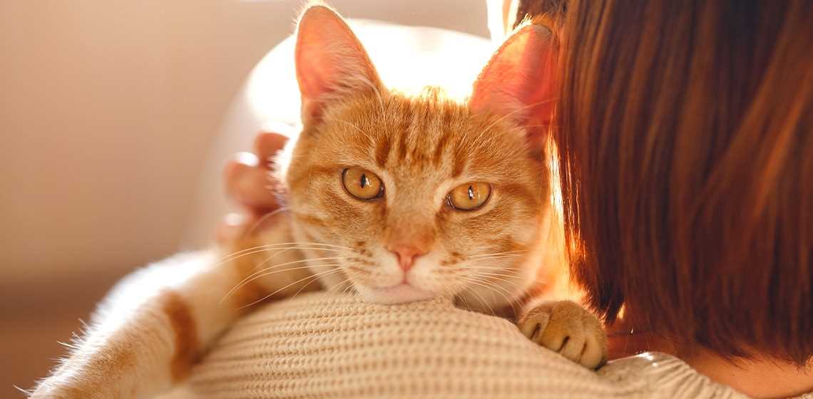 Common Misconceptions About Ginger Felines' Gender