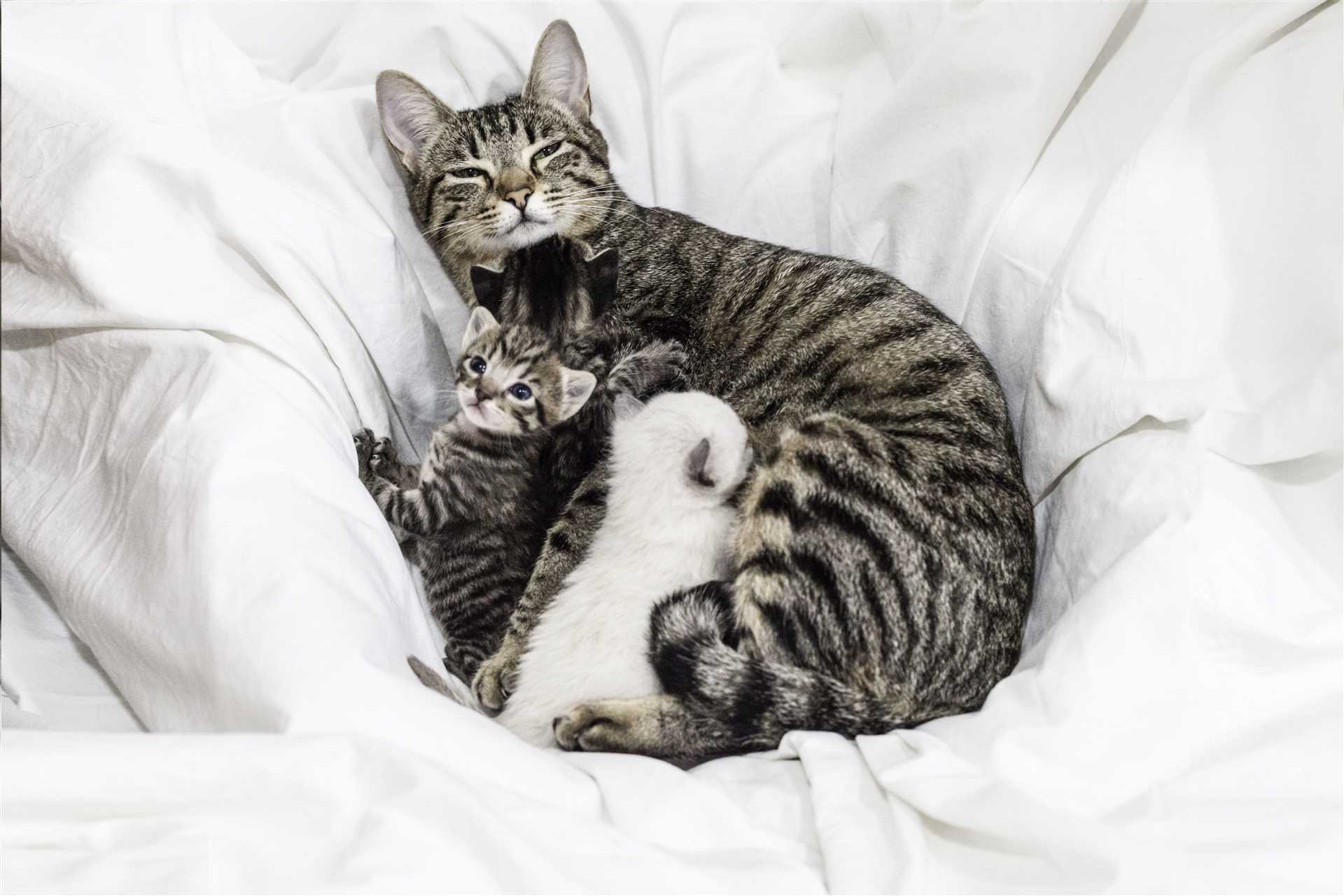 Signs of Maternal Instinct