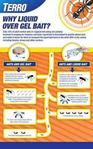 Identifying Symptoms of Ant Poisoning in Cats