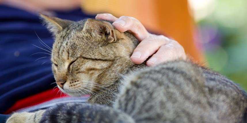 Key Traits That Make Felines Suitable for Comfort Roles