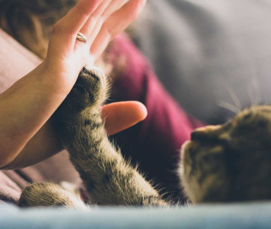 Key Traits for a Therapeutic Feline
