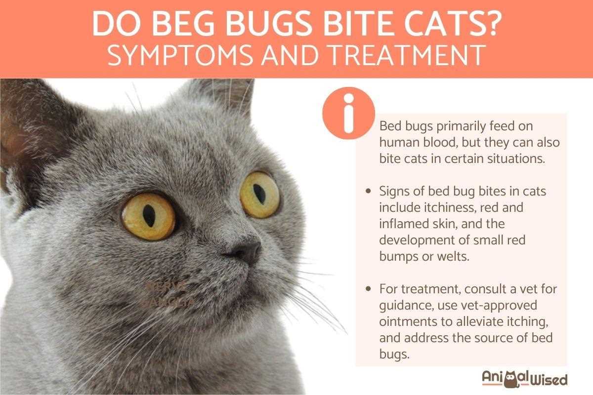 Can Bed Bugs Affect Cats?