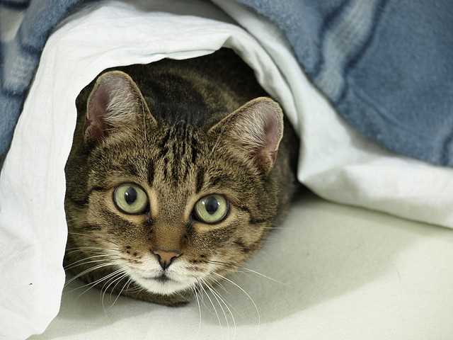 Signs of Infestation in Felines