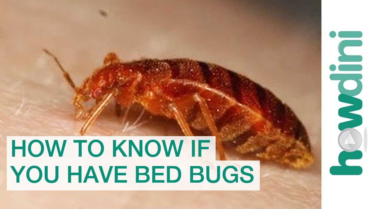 How to Protect Your Cat from Unwelcome Pests