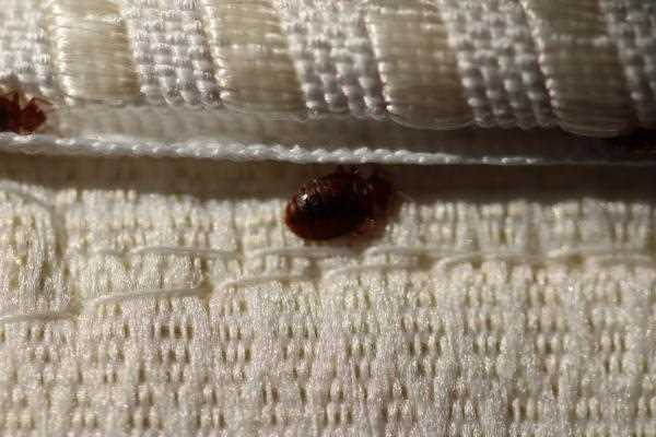 Signs of Infestation