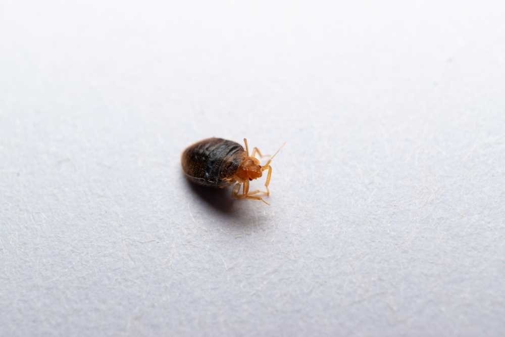 Preventive Measures to Protect Your Feline Friend from Infestations