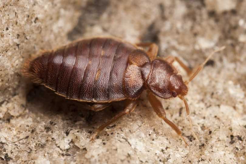 Signs of Infestation in Homes with Felines