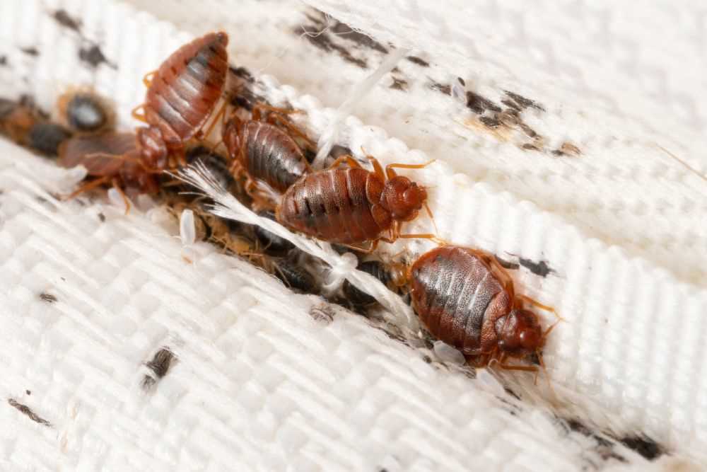 Preventing Infestation of Your Home with Pets