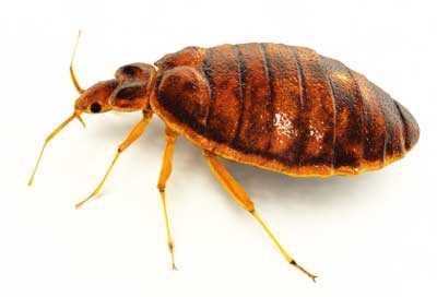 Understanding Bug Behavior Around Pets