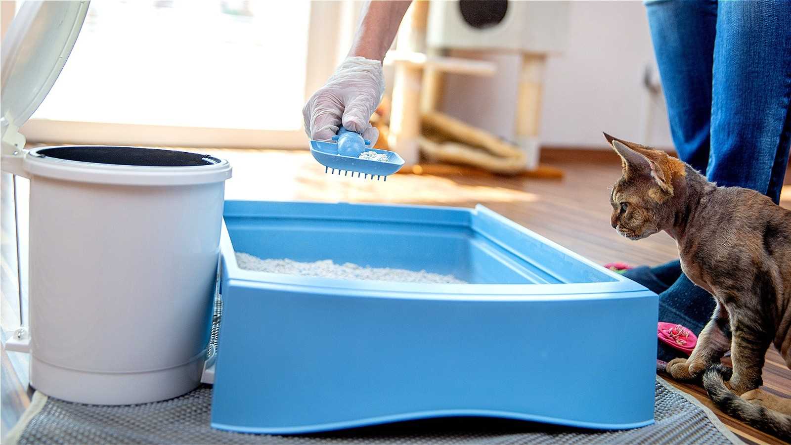 Regularly clean the spaces where my litter is placed. Vacuum daily to remove any potential threats. Focus on corners and under furniture where debris tends to accumulate.