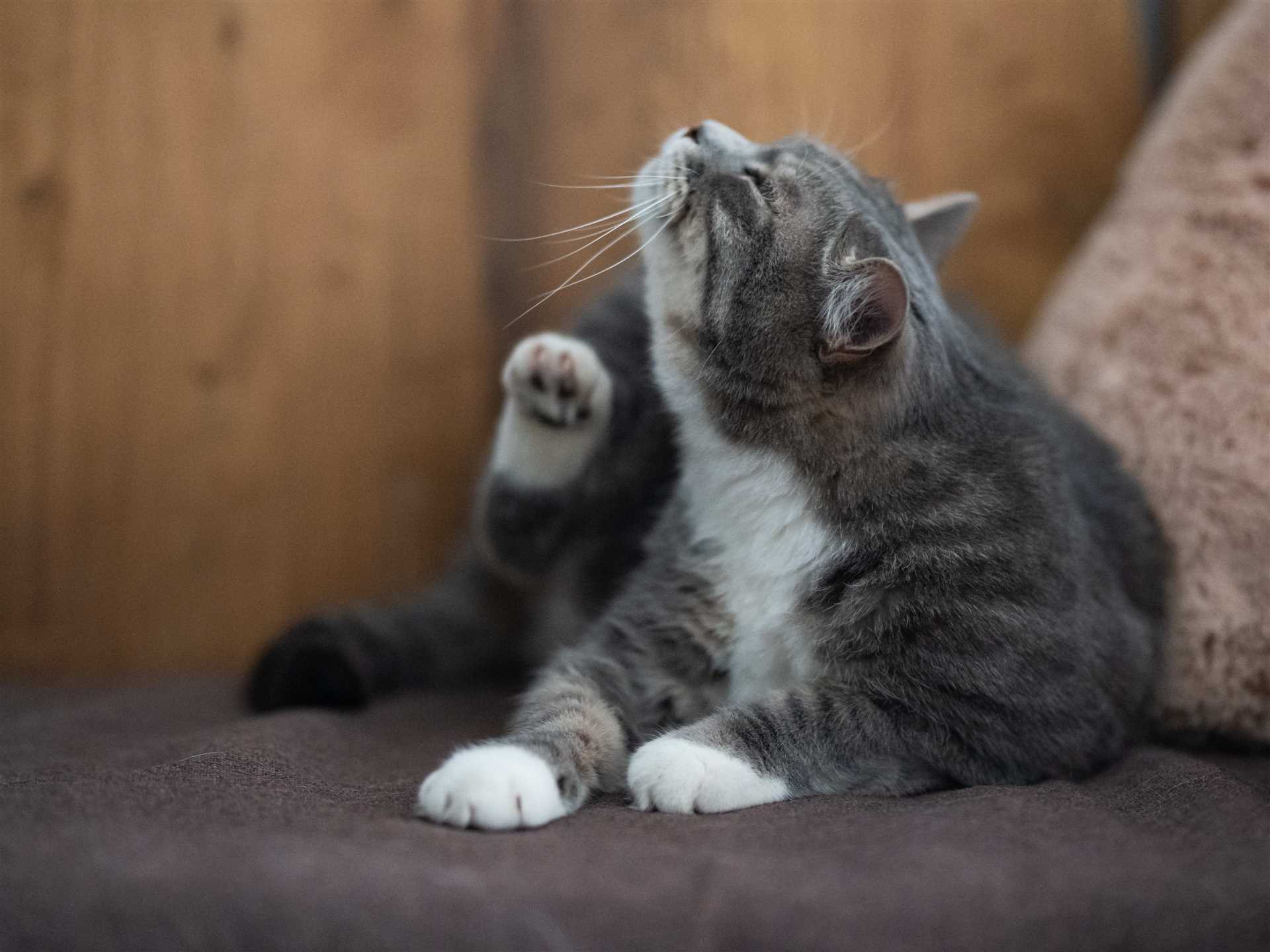 Preventing Infestation in Areas with Feline Bedding