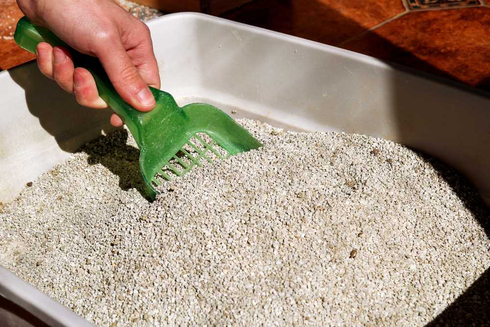 Understanding the Survival Conditions of Pests in Cat Waste