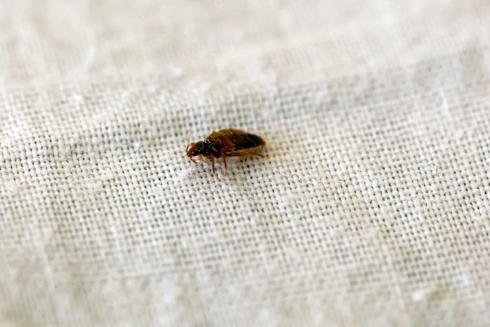 Identifying Signs of Bedbugs on Cats and Treatment Options