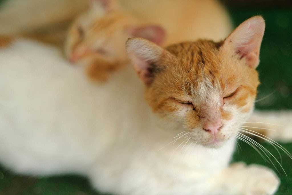 Steps to Prevent Infestation