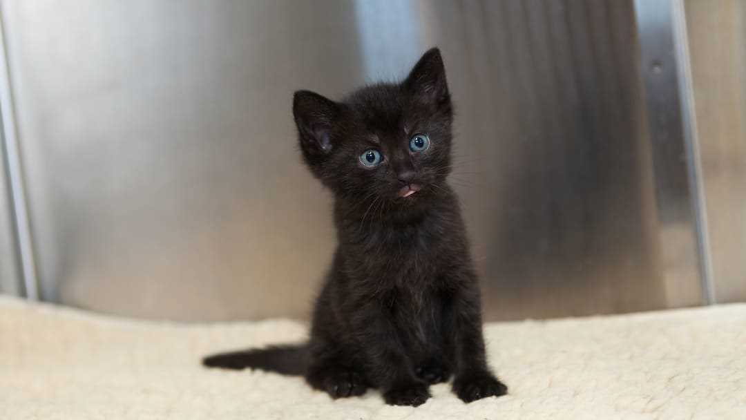 The Genetics Behind Eye Color in Felines