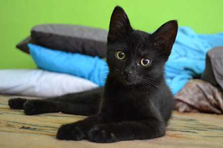 Common Eye Colors in Bombay Felines and Their Variations