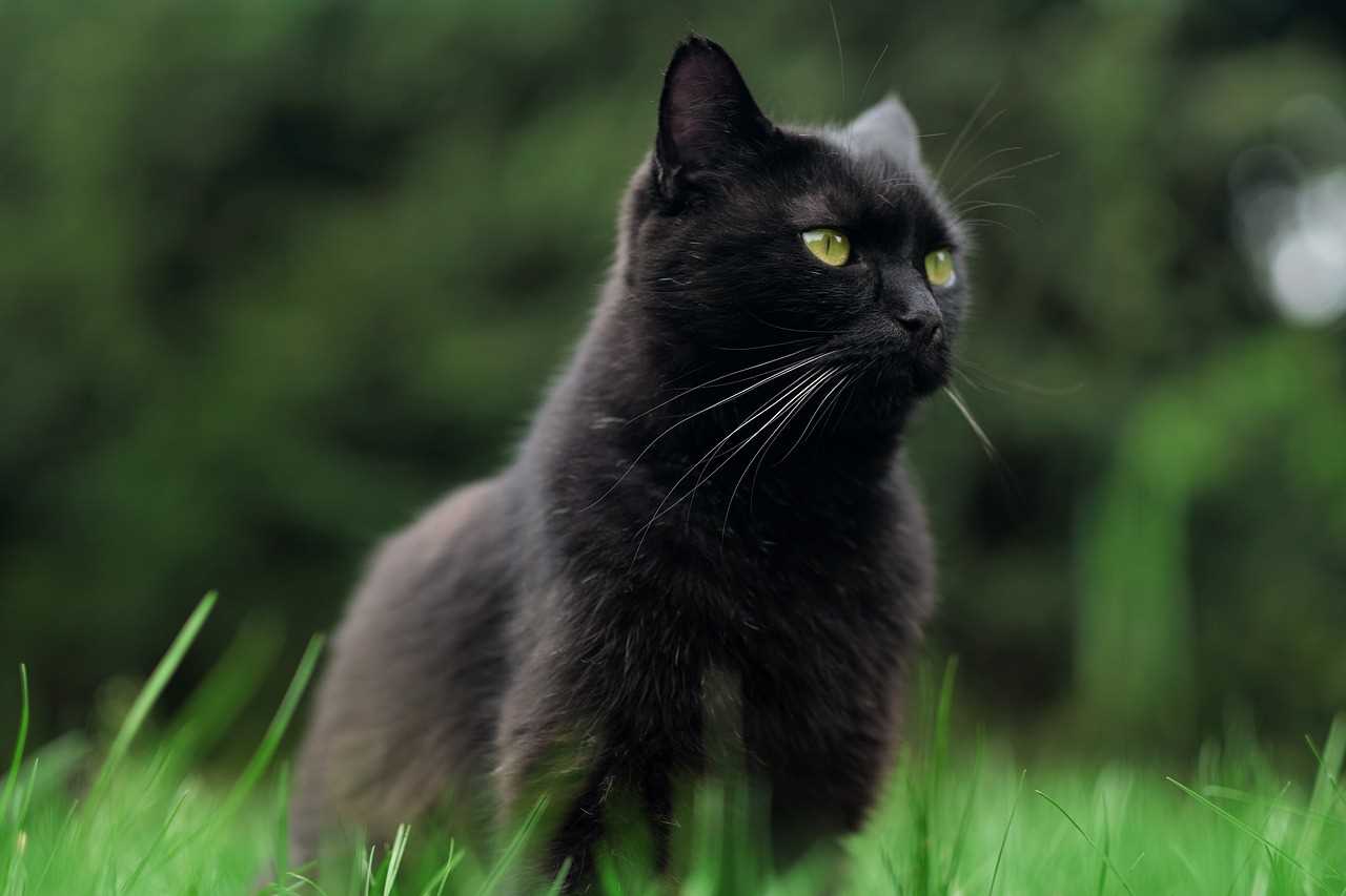 Understanding the Genetics Behind Eye Color in Bombay Cats