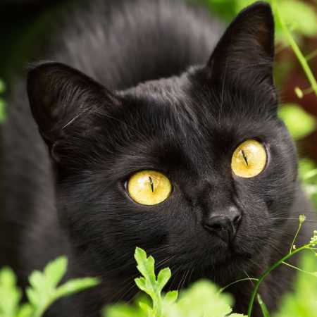 Implications of White Spots on Bombay Cat Breeding Standards