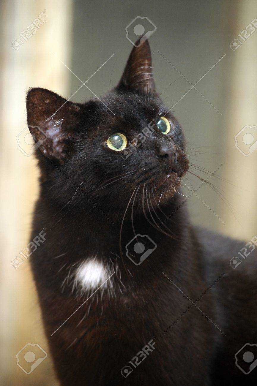 Understanding the Genetics of Bombay Cat Coat Colors