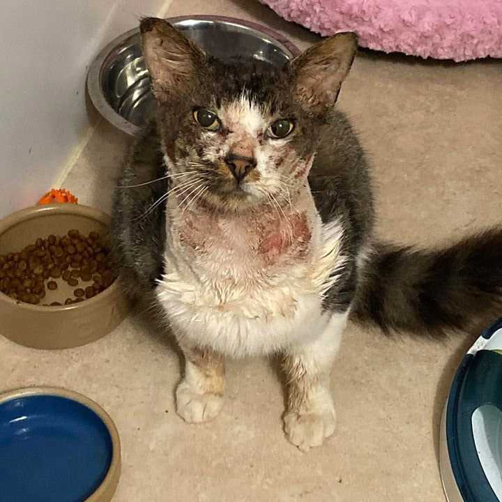 Signs of Boric Acid Poisoning in Felines
