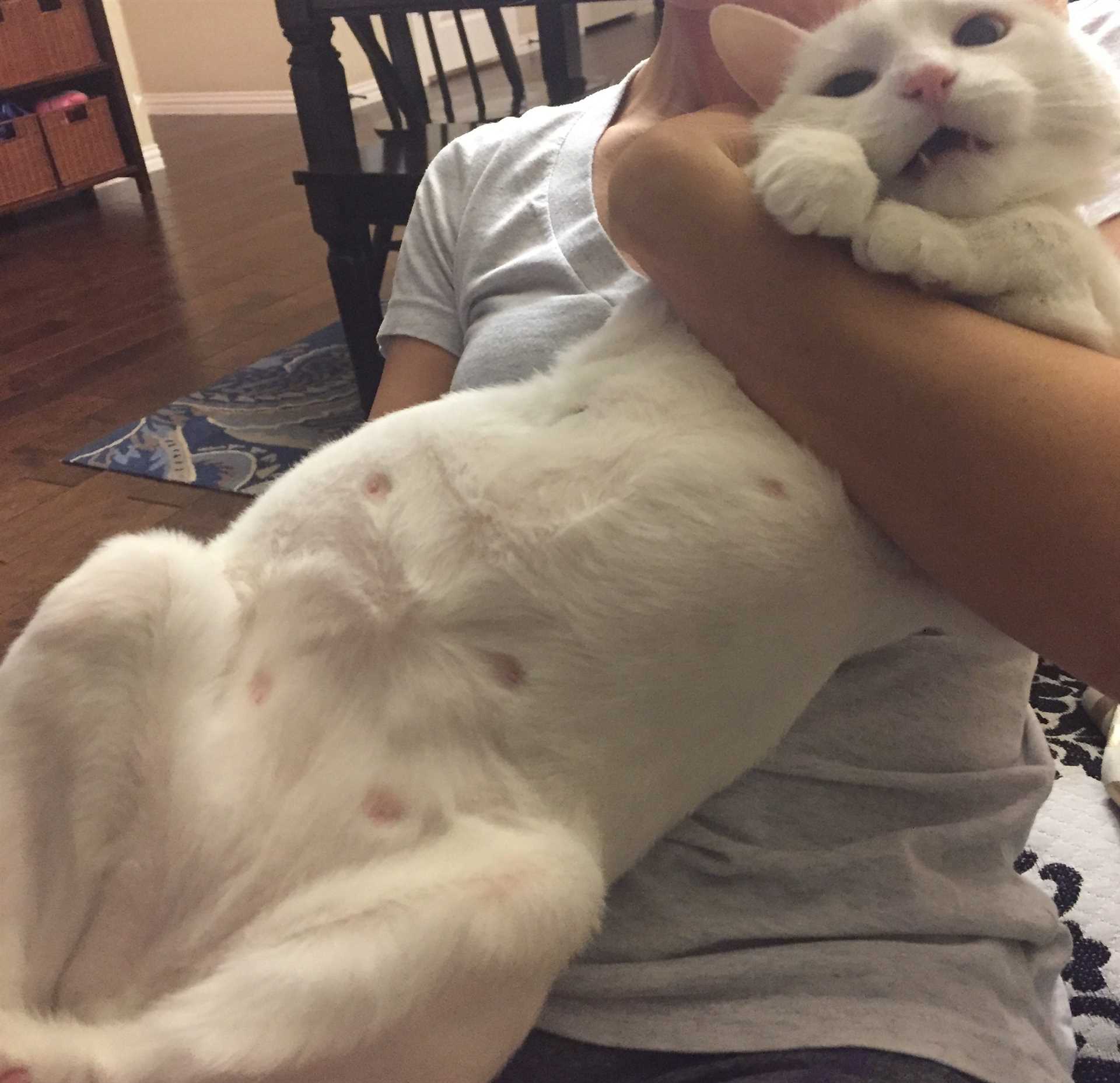 When to Be Concerned About Male Cat Nipples