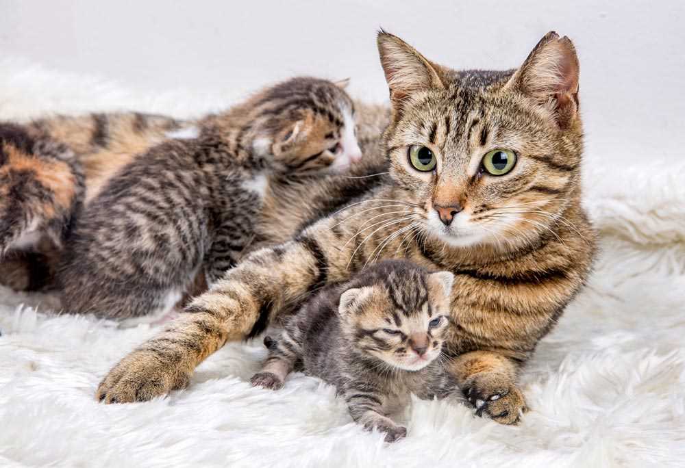 Signs of Estrus in Female Felines and Breeding Behavior