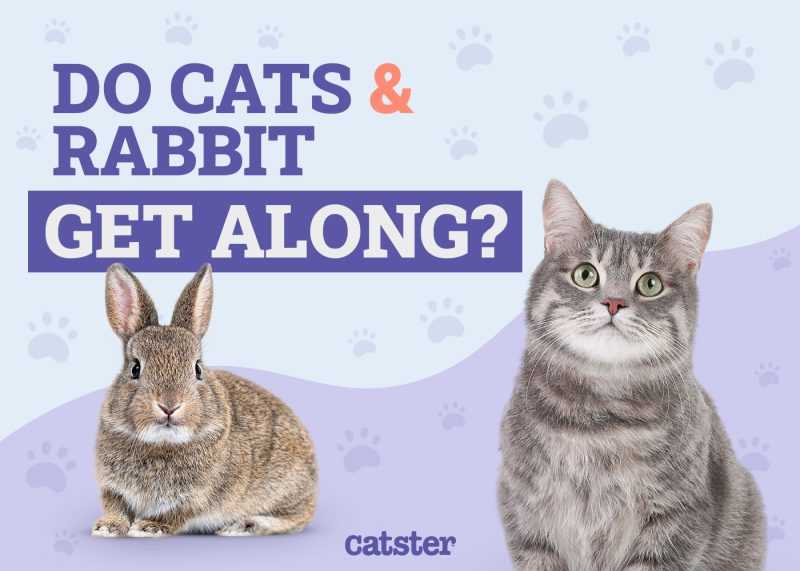 Steps to Introduce a Bunny to a Cat