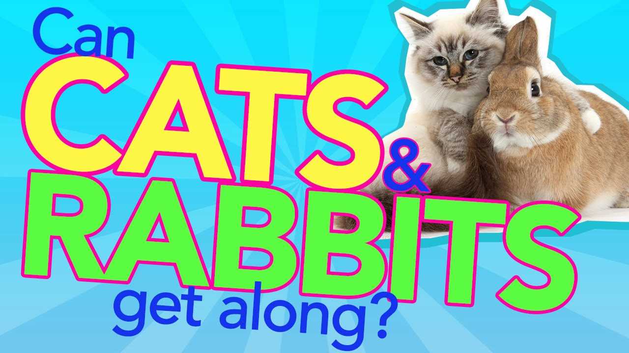 Understanding the Social Behaviors of Felines and Rabbits