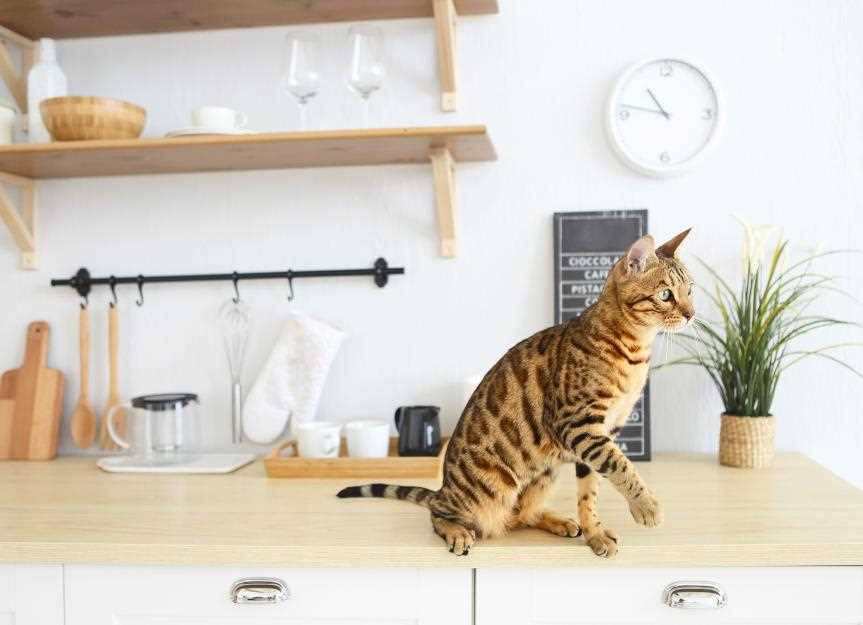 Understanding the Risks of Feeding Dairy Products to Felines