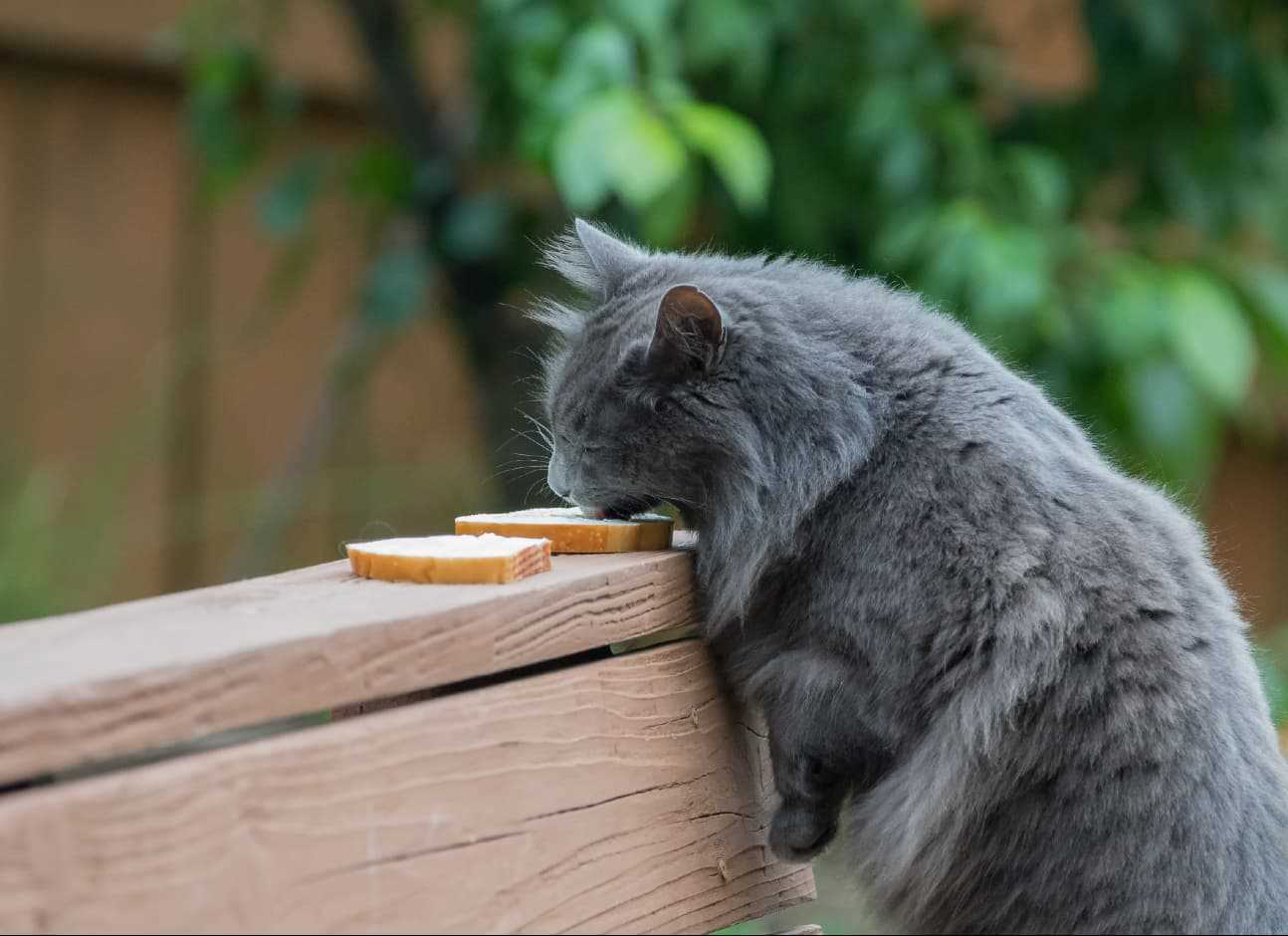 Signs of Dairy Poisoning in Felines and What to Do