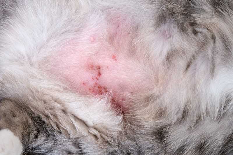 Practical Steps to Manage Eczema Symptoms for Cat Allergy Sufferers