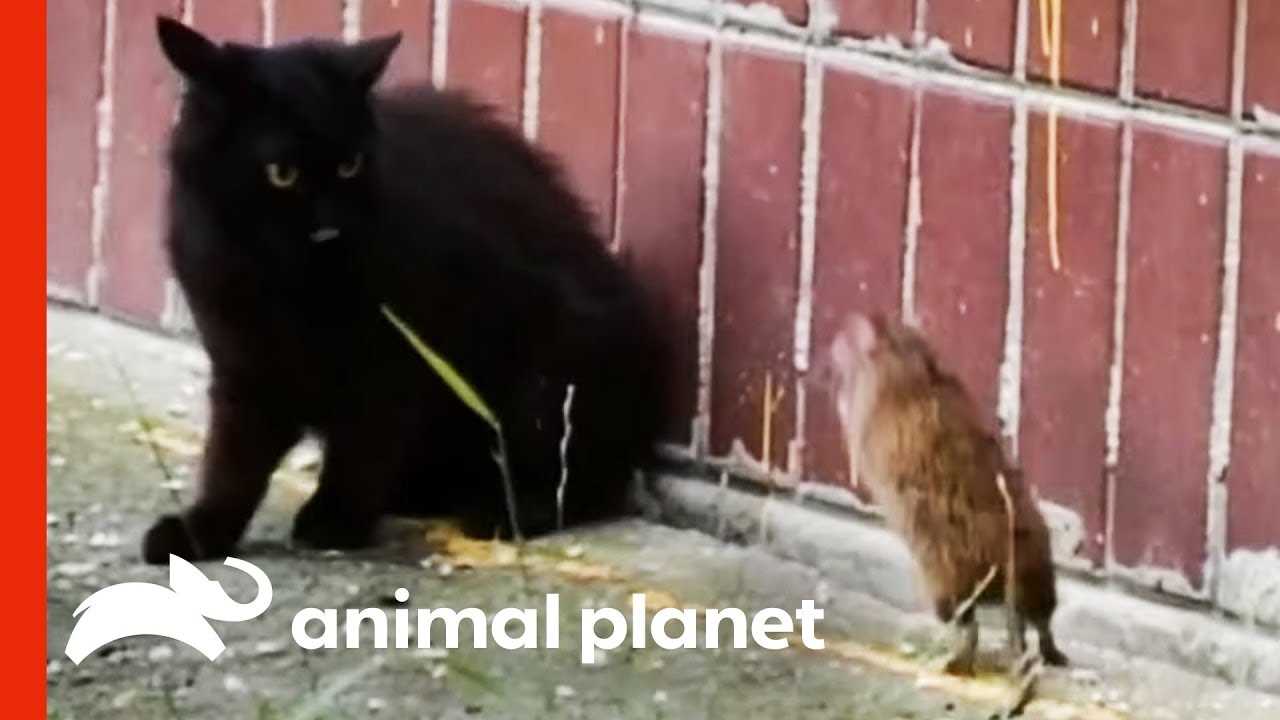 Understanding Feline Hunting Instincts