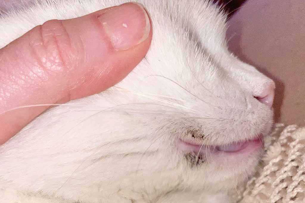 How to Identify Acne Triggered by Cat Exposure