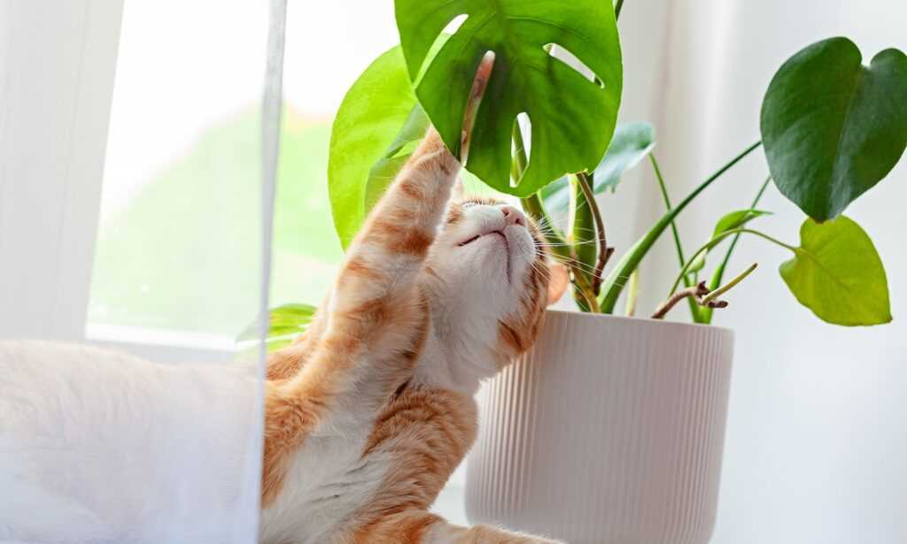 Signs of Toxicity in Cats from Leaf Ingestion