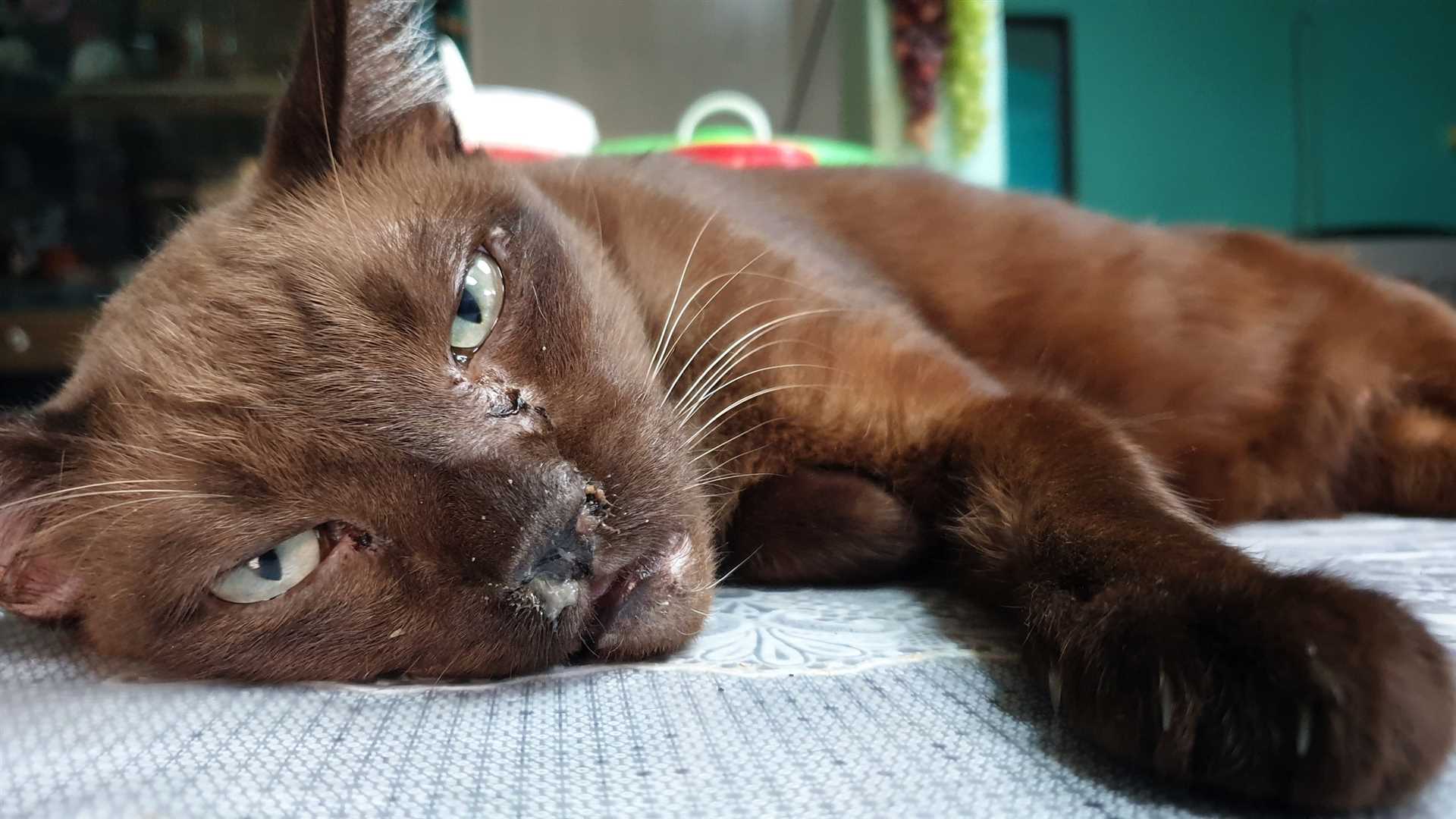 Can Feline Chlamydial Infection Resolve Independently?