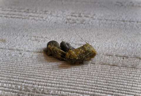 Preventive Measures to Reduce Hairball Formation