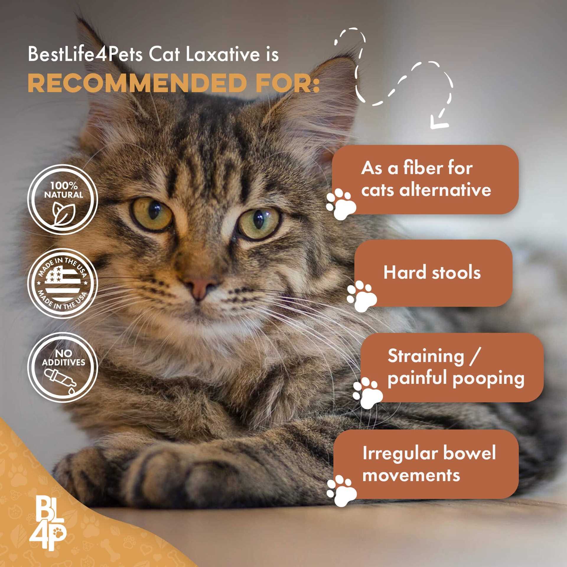 Identifying Symptoms of Digestive Discomfort in Felines