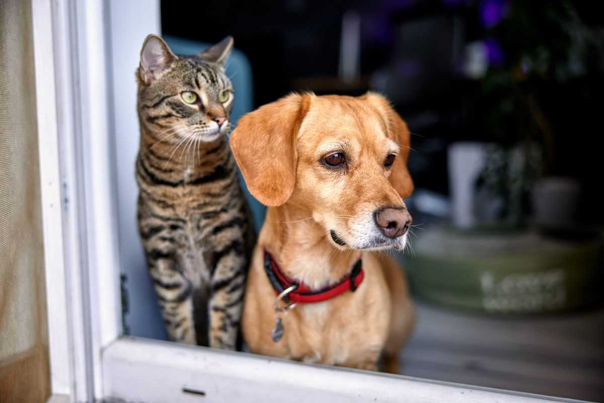 Training Felines to Make Unique Sounds
