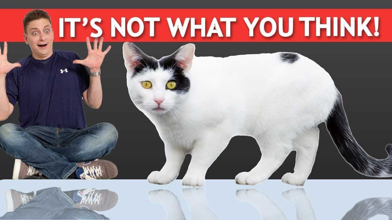 Understanding Feline Behavior for Training