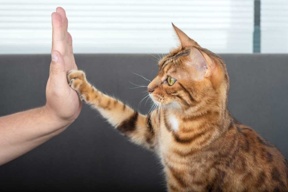 Training Tools: What Works for Cats?