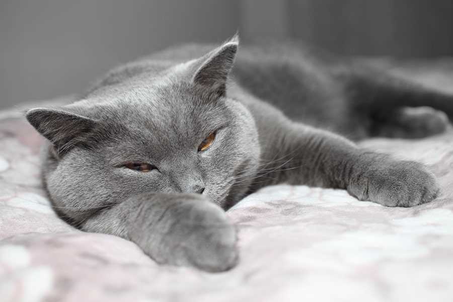 Preventive Measures to Reduce the Risk of Bloat in Felines