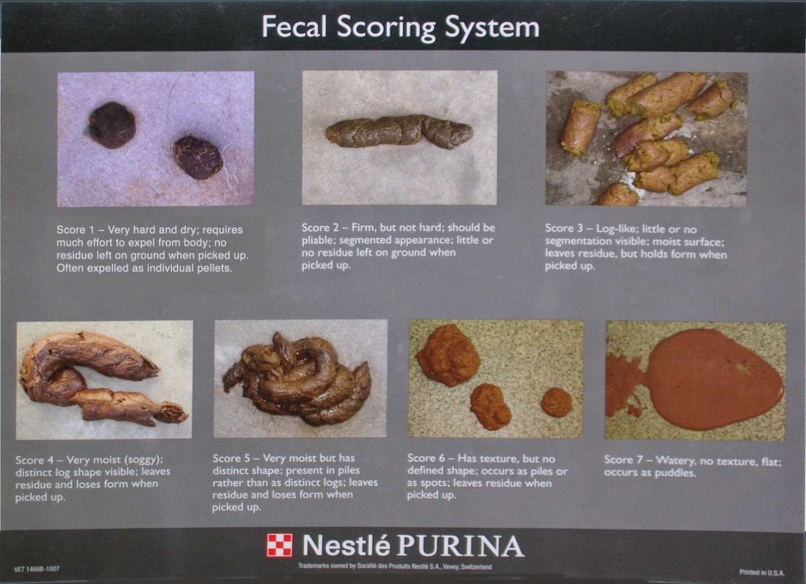 Steps to Take If Your Cat Has Diarrhea