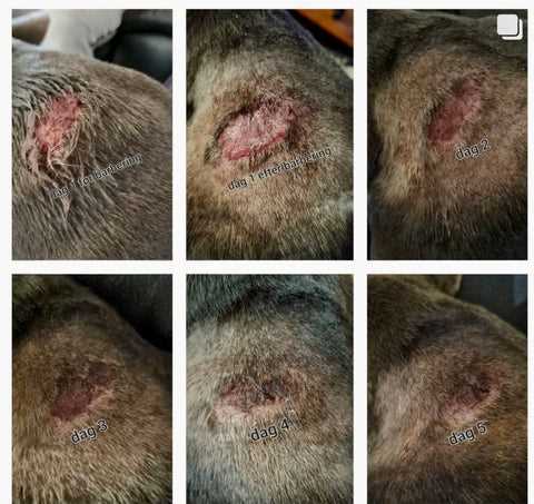 Treatment Options for Feline Hot Spots