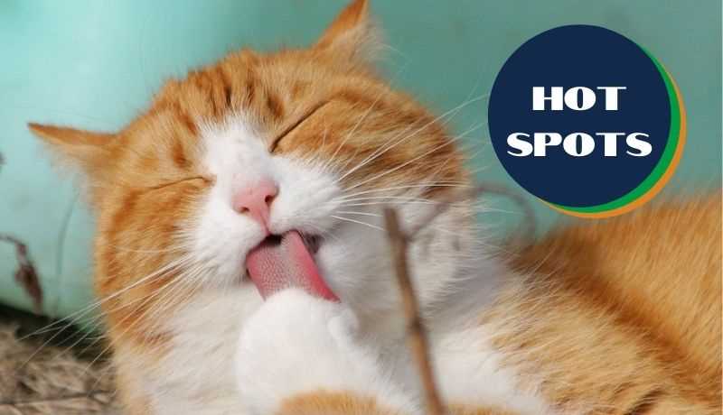 When to Seek Veterinary Help for Skin Irritations