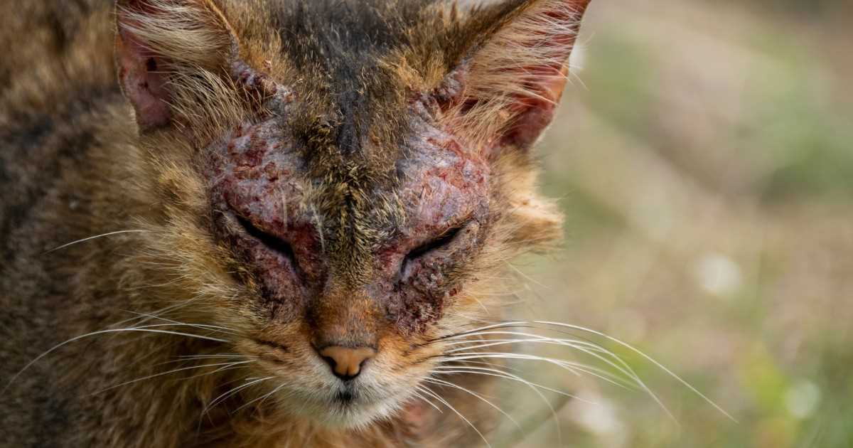 How to Diagnose Mange in Cats